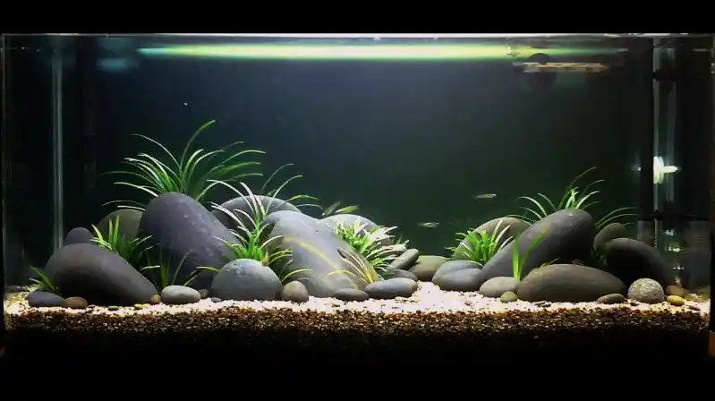 我的超简单鹅卵石缸 - 水草造景 - cta南美水族