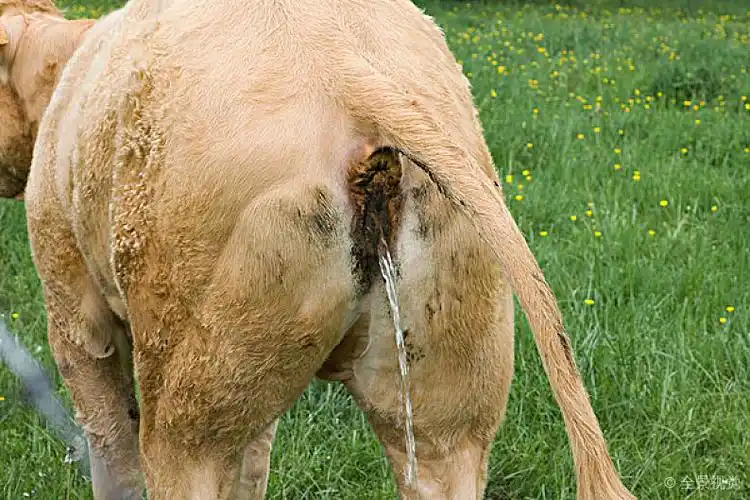 母牛_小便_后视图_高清图片_全景视觉