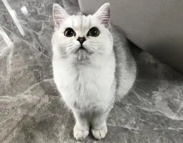 银渐层猫咪,应该怎么养?养银渐层有什么禁忌?