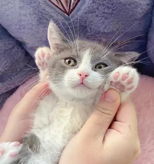 加白英短英短蓝白蓝白弟弟蓝白dd