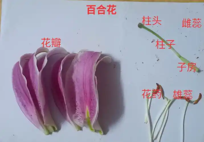 百合花