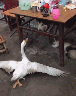 大金毛和阿拉斯加回老家过年,结果遇到了一只大鹅.