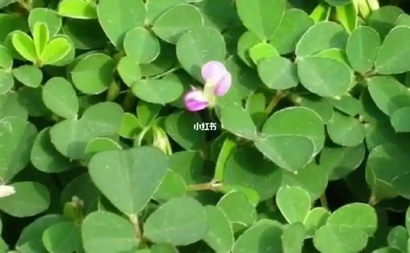 斑鸡窝,辫子草,爬地香,哮灵草,小叶山绿豆94植物特征:小灌木状草本