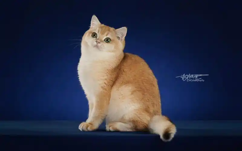 上一个小红书发的这只金渐层 "猪咪" 已经去了新