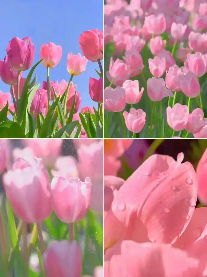 目的地图文攻略 郑州绿博园的郁金香太浪漫了吧,这个春天和最 - 抖音