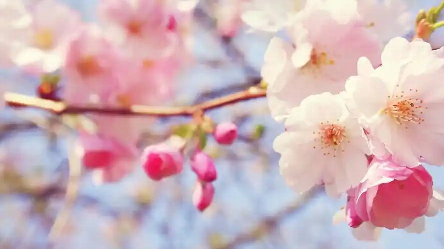 粉色系桃花唯美清新桌面壁纸下载6