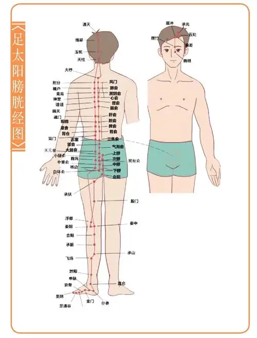 循行于背腰部的经脉是