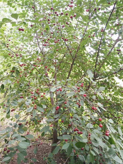 东北抗寒大樱桃