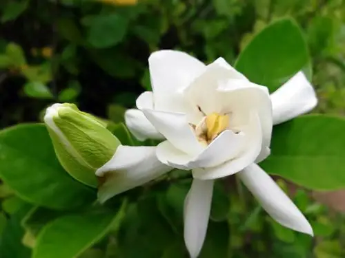 栀子花开,一生的守侯 - 美篇