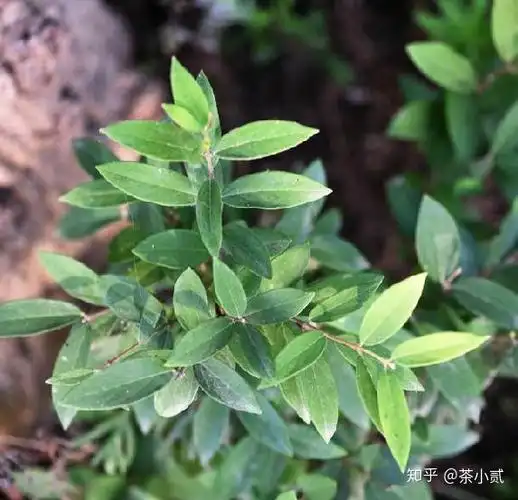 茶叶小知识武夷岩茶公主之白瑞香