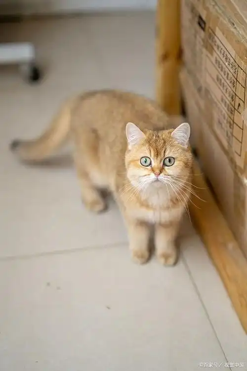 金渐层猫是哪个国家的