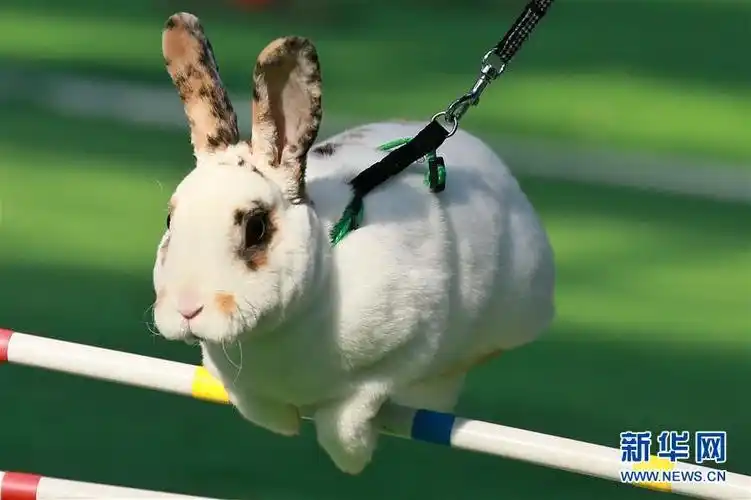 4月1日,在捷克的克罗梅日什,一只兔子参加田径赛的跳跃障碍项目比赛