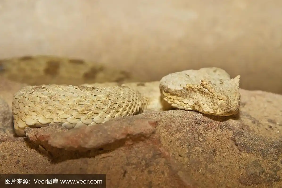 沙漠毒蛇蛇