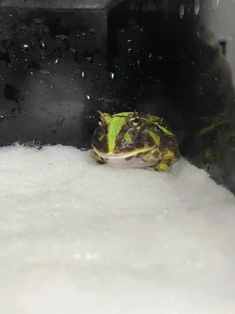 nuance 大津巴西角蛙#角蛙 #爬行动物 #爬宠日常 - 抖音