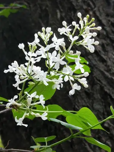 白丁香花开花落去