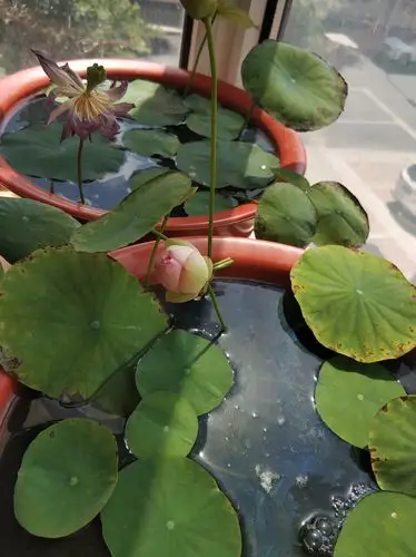 家庭种植的荷花