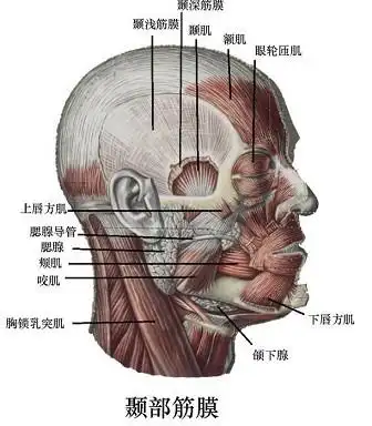 受下颌舌骨肌神经支配的肌肉