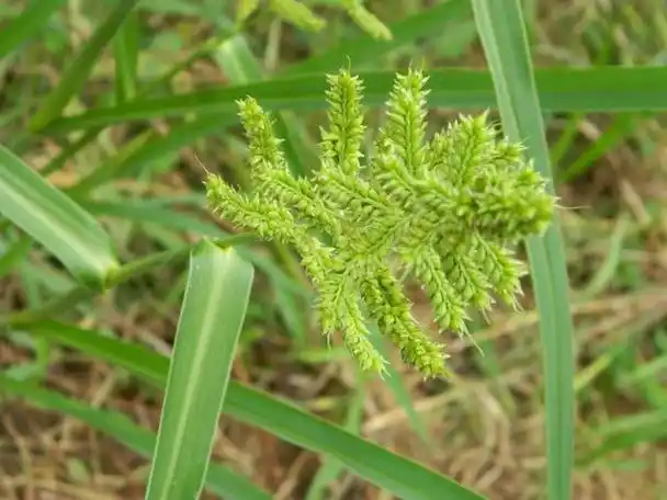 柴胡种植方法与栽培技术