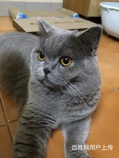 纯种英短公蓝猫,1岁.求蓝猫娇妻