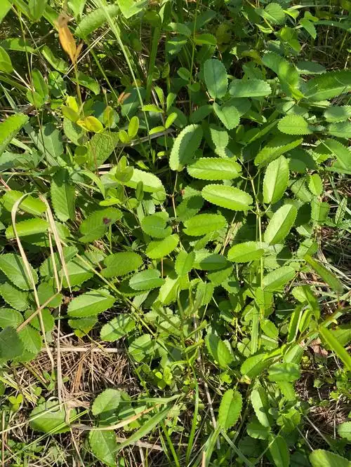 野生地榆高清图长这样