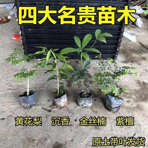 小叶紫檀 海南沉香苗 海南黄花梨 金丝楠树苗 带叶带土杯发货