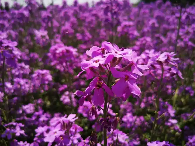 2020 05 14魏善庄村蓝香芥