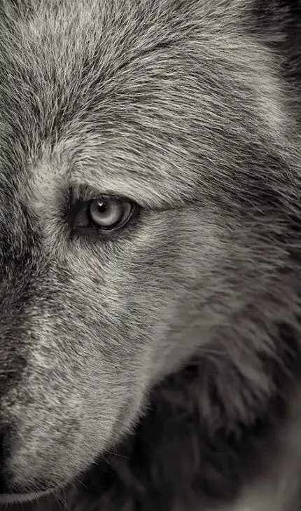 凶狠的食肉动物……狼