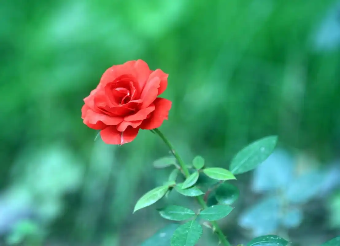 男人四十一朵花,女人四十癞蛤蟆!虽然不好听,但是很有道理