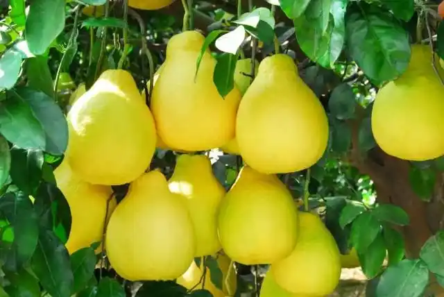 容县沙田柚文化资产是区域公用品牌的价值金矿