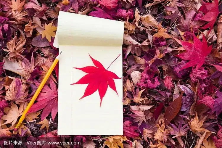 翻开空白的书在一片落下的枫叶地上