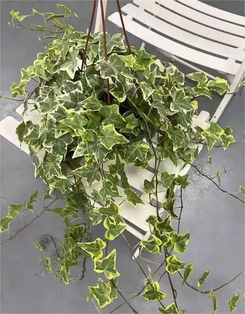 4种"垂吊植物",比绿萝好看易养,还能使空气清新自然