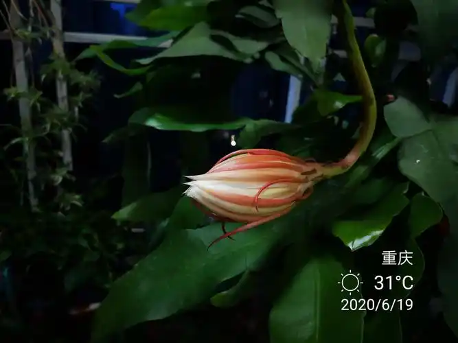 昙花的绽放过程