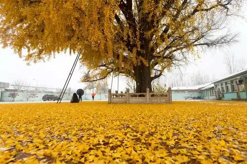 雪中的千年银杏树