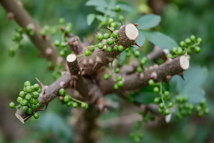 有院子就种这3棵树,老祖宗的吉祥话不得不信_桂花_种植_树木
