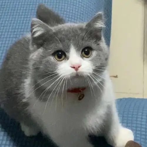 蓝白猫
