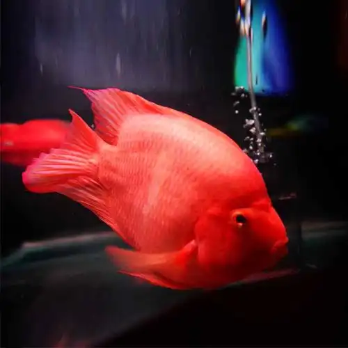 梅花鹦鹉热带观赏鱼可混混养龙鱼大型热带鱼中通鱼