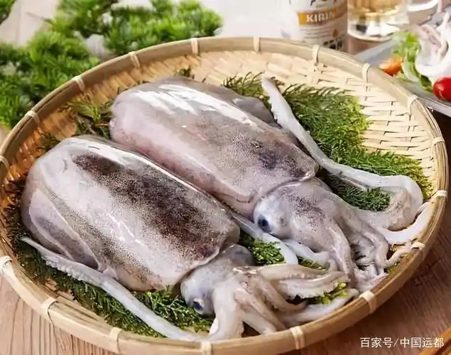 海识| 墨鱼 - 谈天说地 - 食品论坛 - powered by discuz!