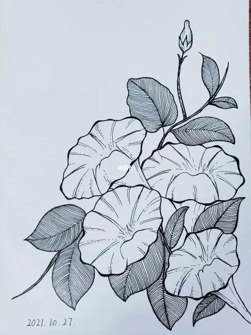 day47牵牛花黑白线描针管笔手绘