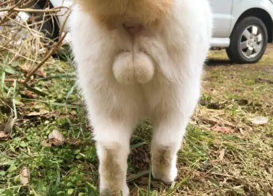 据说养母猫的铲屎官,都对公猫的蛋蛋异常向往. - 知乎