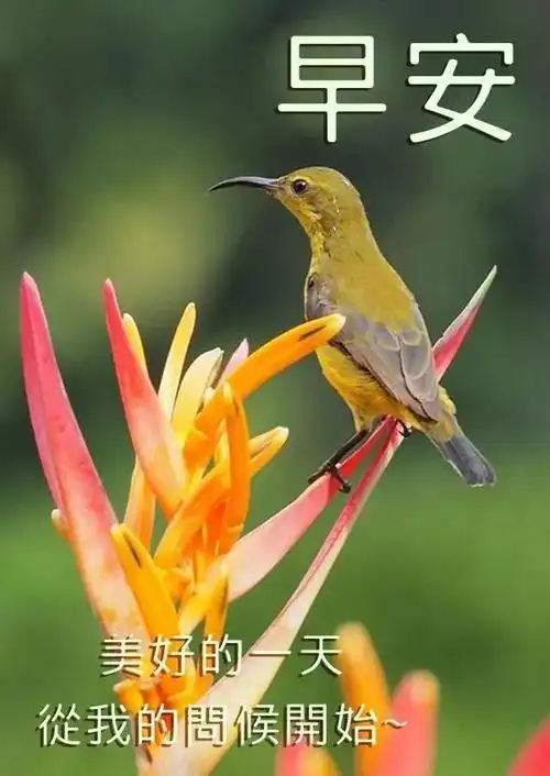 秋天清早最最新早上好漂亮表情祝福图片,祝福早上平安问候祝福语录