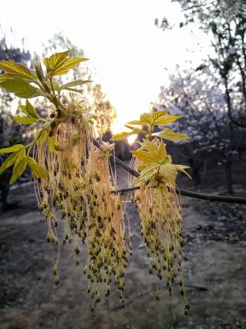 梣叶槭开花流苏飘飘(手机随拍)