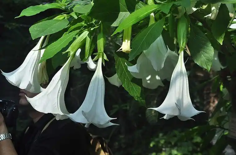 曼陀罗花别称曼陀罗又名曼荼罗,洋金花,大喇叭花,山茄子,夕颜,万桃花