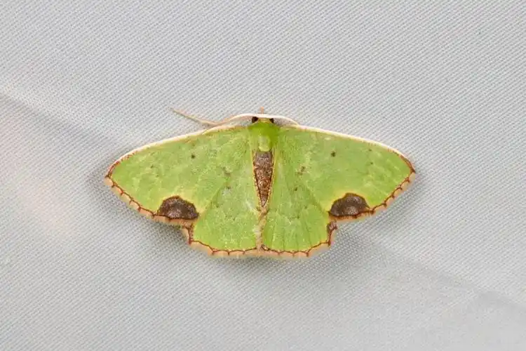 荷氏环斑绿尺蛾spaniocentra hollowayi属于鳞翅目尺蛾科,在我国分布