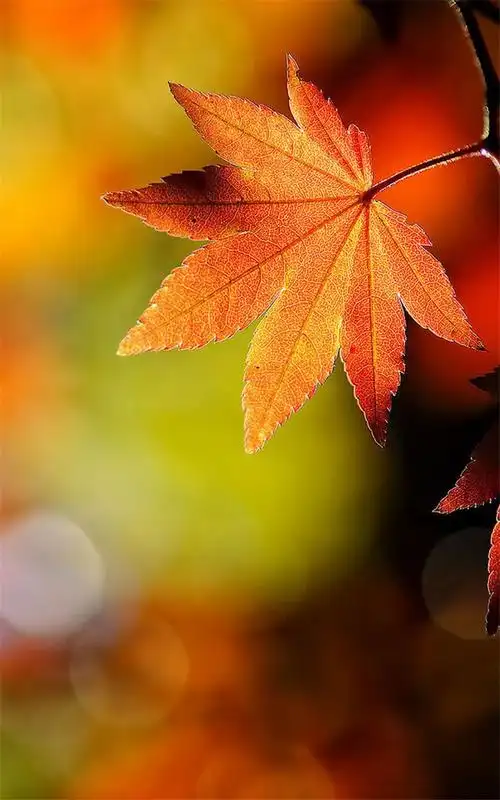代表思念的美丽枫叶唯美图片手机壁纸