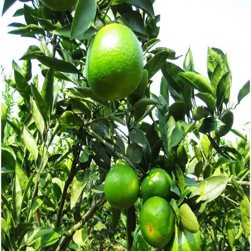 四川核桃苗-四川森龙果树苗生态基地 四川果树苗|四川桔子苗 产品展示