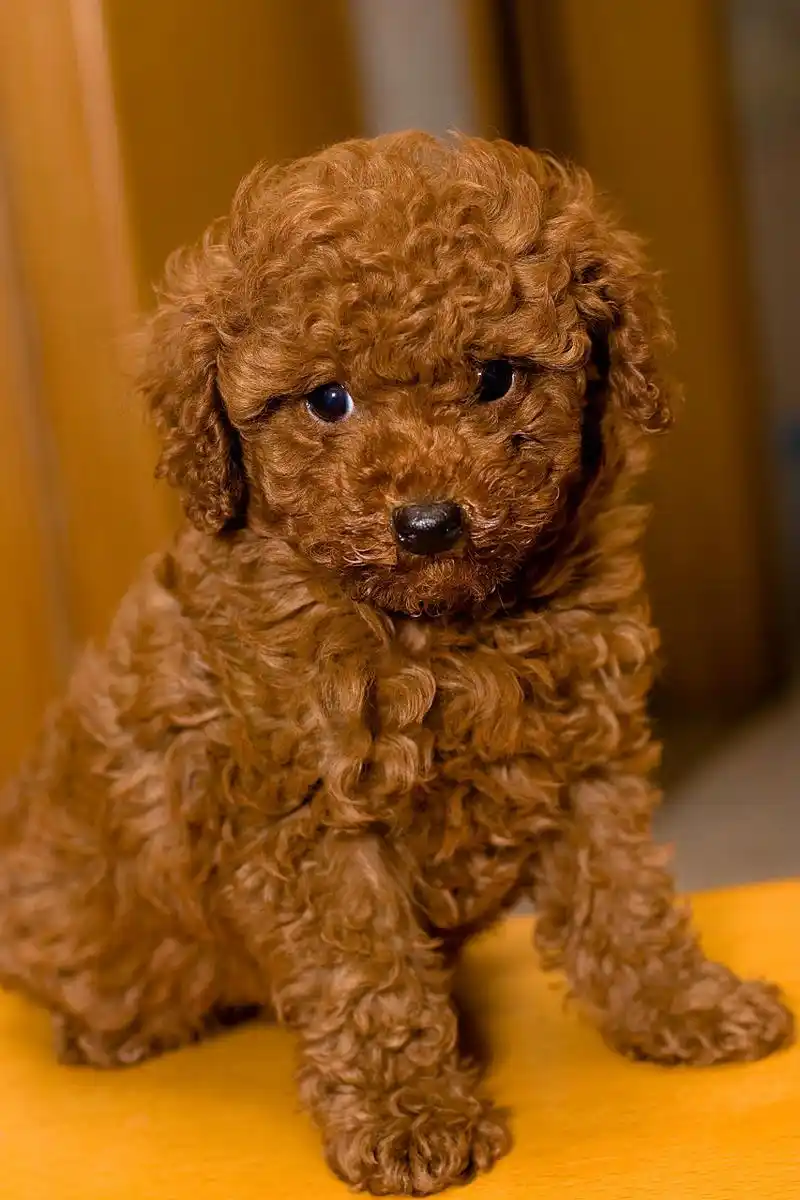 【泰迪——小巧可爱的时尚达人】  亲爱的朋友们,今天我要向大家介绍