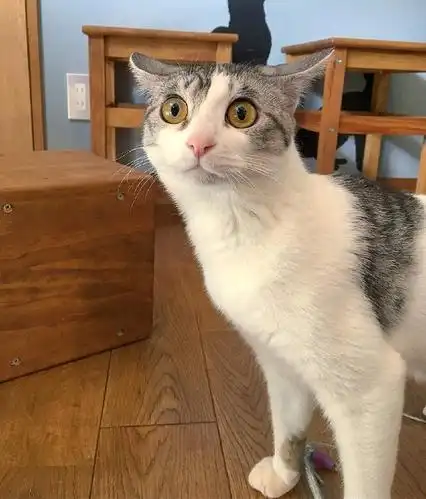 华懋宠物医院飞机耳是猫咪表达心情状态的重要方式铲屎官可别小看这一