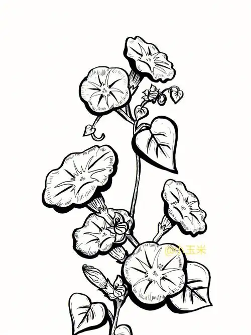 牵牛花线描画