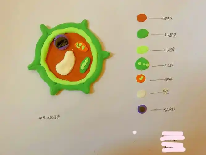 动物细胞手工粘土