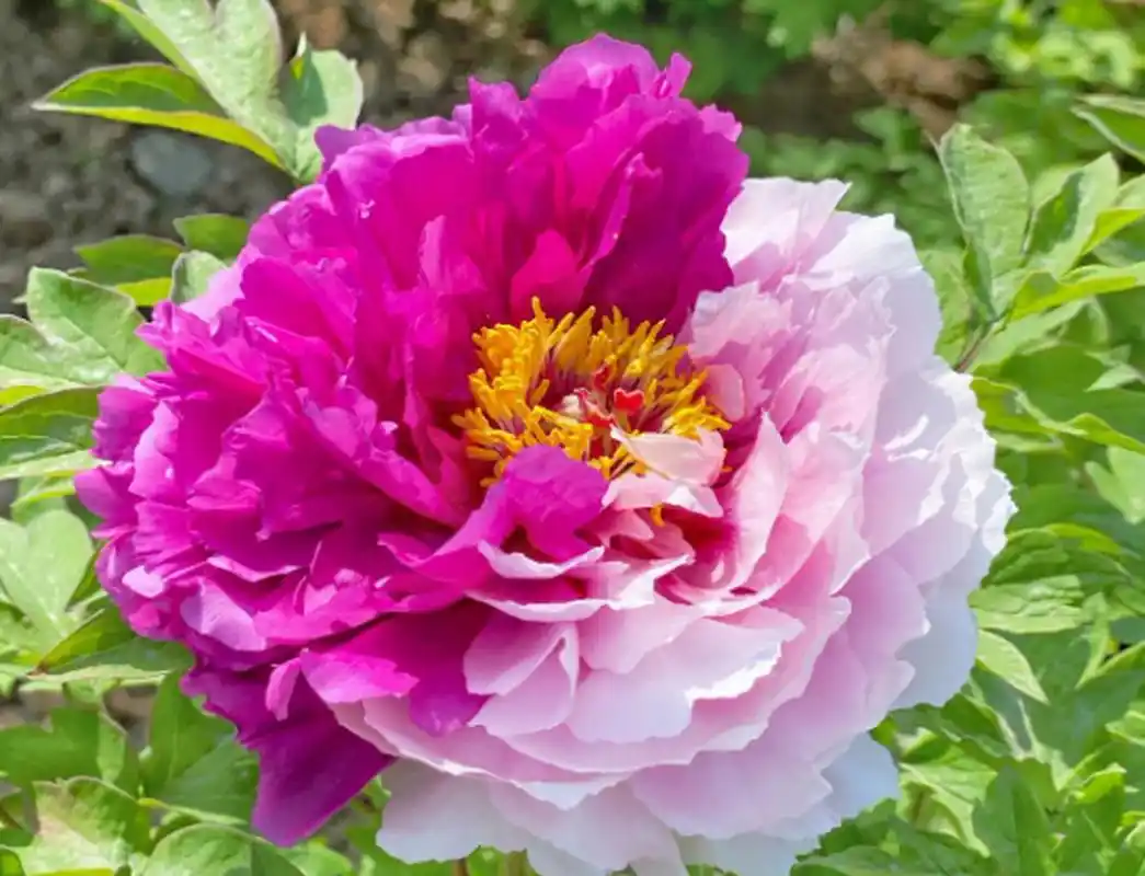 二乔牡丹花,别名洛阳锦,牡丹名品种之一.